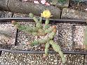 Opuntia fragilis_1